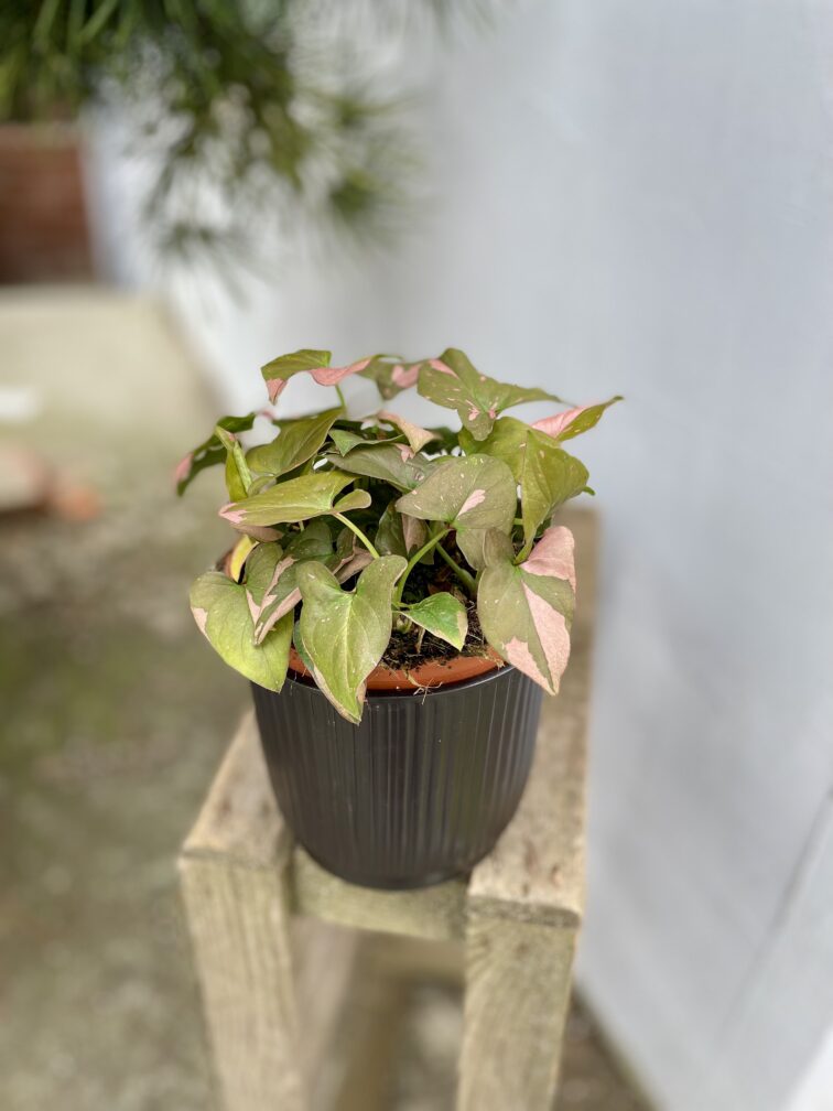 Zdjęcie rosliny doniczkowej Syngonium Pink Splash Allusion, ujęcie 1