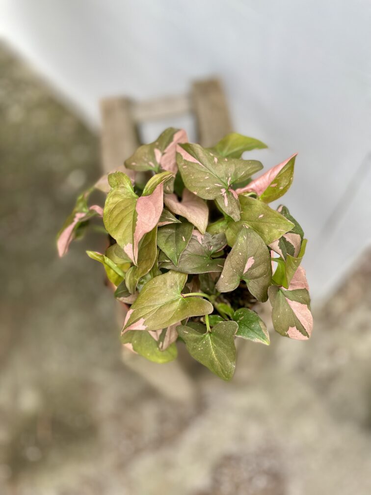 Zdjęcie rosliny doniczkowej Syngonium Pink Splash Allusion, ujęcie 2