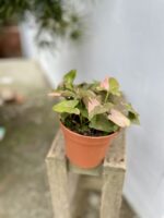Zdjęcie rosliny doniczkowej Syngonium Pink Splash Allusion, ujęcie 3