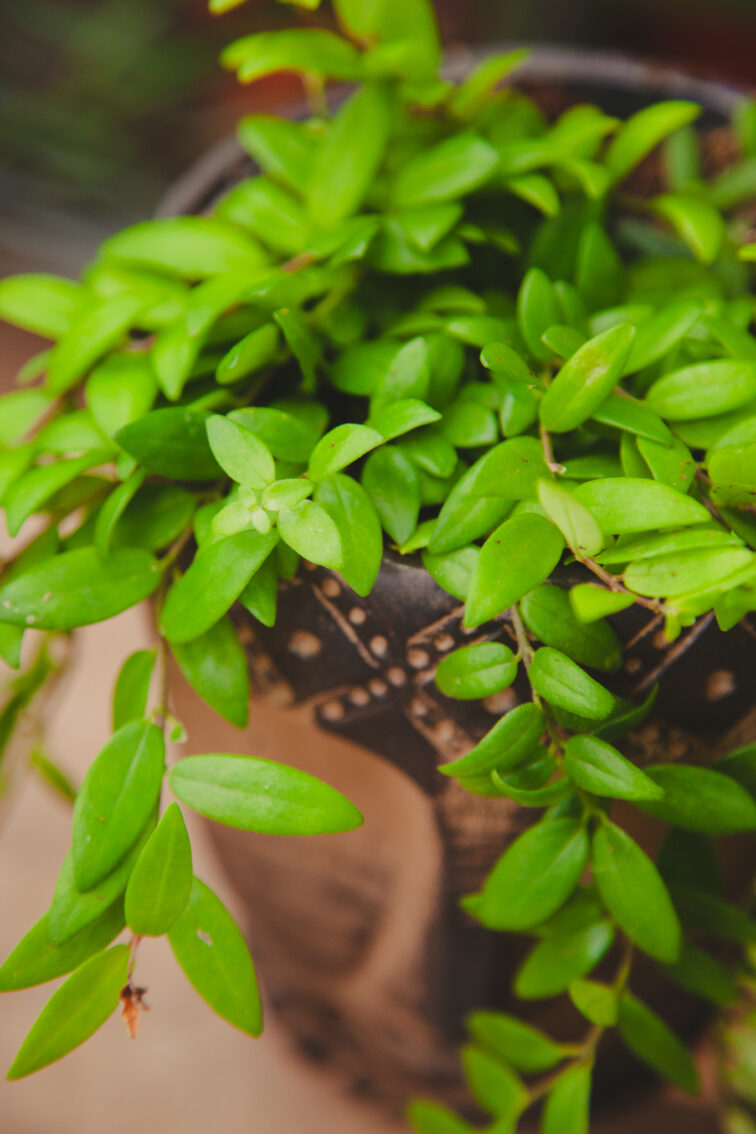 Zdjęcie rosliny doniczkowej Aeschynanthus japhrolepis, ujęcie 3