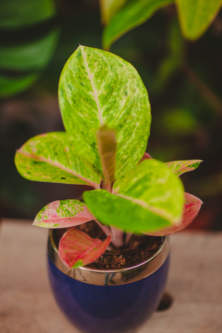 aglaonema-apple-fantasy_12x35-1_1712393844.jpg Zdjęcie rosliny doniczkowej Aglaonema Apple Fantasy, ujęcie 1