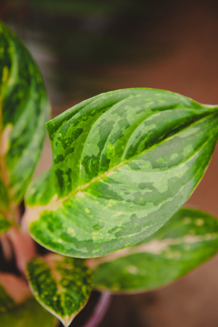 aglaonema-peach-perl_12x30-1_1713604508.jpg Zdjęcie rosliny doniczkowej Aglaonema Peach Perl, ujęcie 1