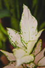 Zdjęcie rosliny doniczkowej Aglaonema Vanila Baby, ujęcie 2