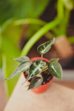 Zdjęcie rosliny doniczkowej Alocasia Amazonica, ujęcie 1