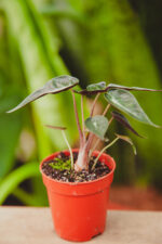 Zdjęcie rosliny doniczkowej Alocasia Amazonica, ujęcie 2