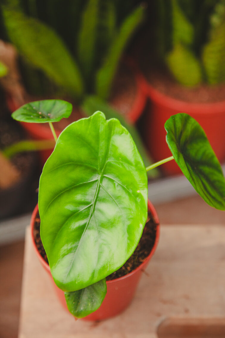 Zdjęcie rosliny doniczkowej Alocasia Green Shield, ujęcie 1