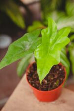 Zdjęcie rosliny doniczkowej Alocasia Nycteris Batwing, ujęcie 1