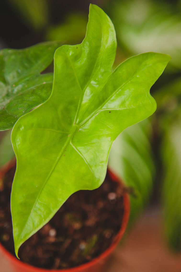 Zdjęcie rosliny doniczkowej Alocasia Nycteris Batwing, ujęcie 2