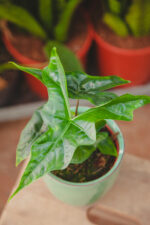 Zdjęcie rosliny doniczkowej Alocasia Nycteris Batwing, ujęcie 1