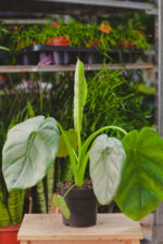 Zdjęcie rosliny doniczkowej Alocasia Opal Beauty, ujęcie 1