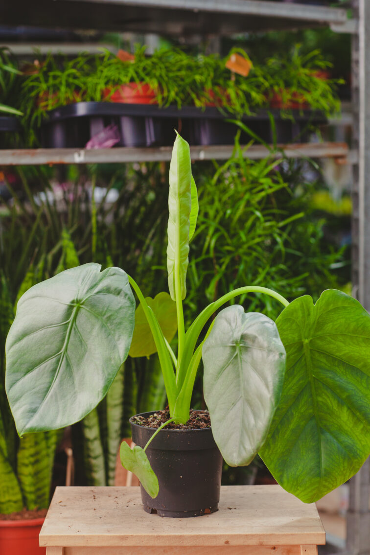 alocasia-opal-beauty_14x50-1_1712950568.jpg Zdjęcie rosliny doniczkowej Alocasia Opal Beauty, ujęcie 1