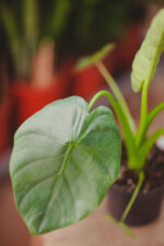 Zdjęcie rosliny doniczkowej Alocasia Opal Beauty, ujęcie 2