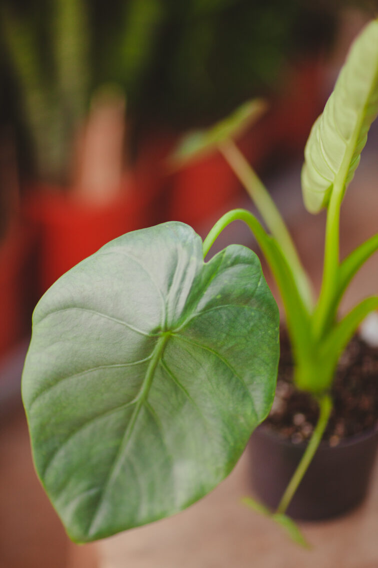 Zdjęcie rosliny doniczkowej Alocasia Opal Beauty, ujęcie 2