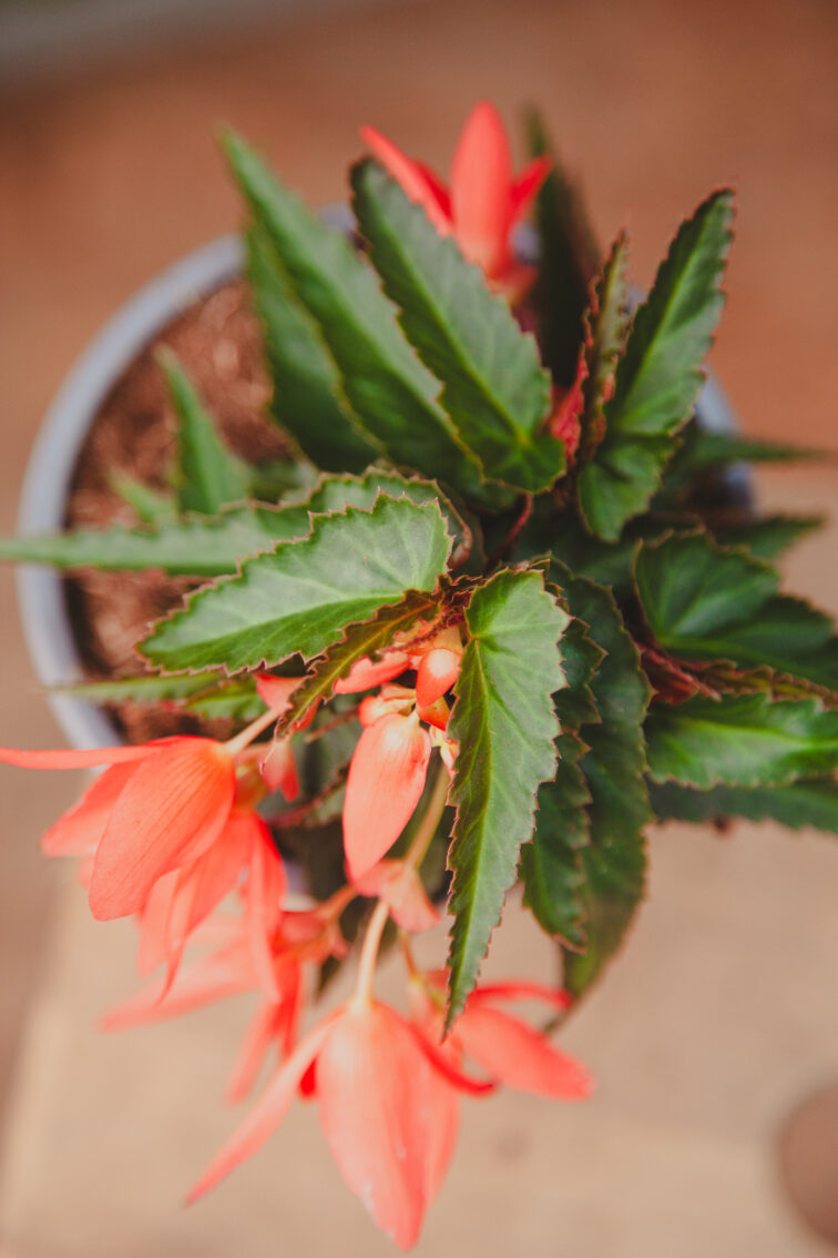 Zdjęcie rosliny doniczkowej Begonia Beauvilia Salmon, ujęcie 2