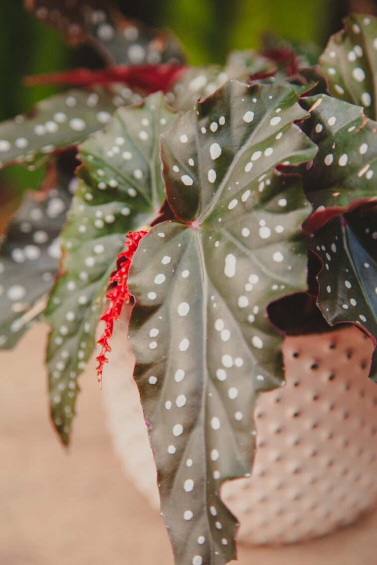 begonia-black-forrest_12x15-1_1712951633.jpg Zdjęcie rosliny doniczkowej Begonia Black Forrest, ujęcie 1