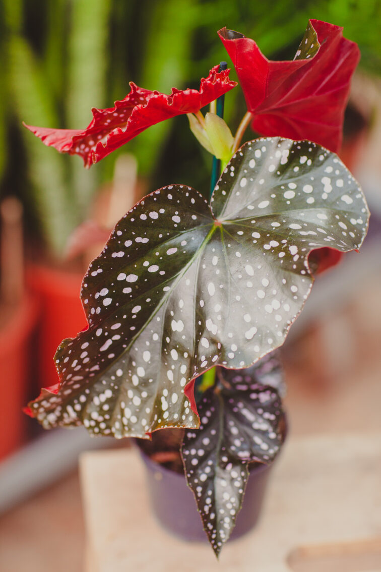 begonia-foliage-cracklin-rosie_12x35-1_1712950714.jpg Zdjęcie rosliny doniczkowej Begonia Foliage Cracklin Rosie, ujęcie 1