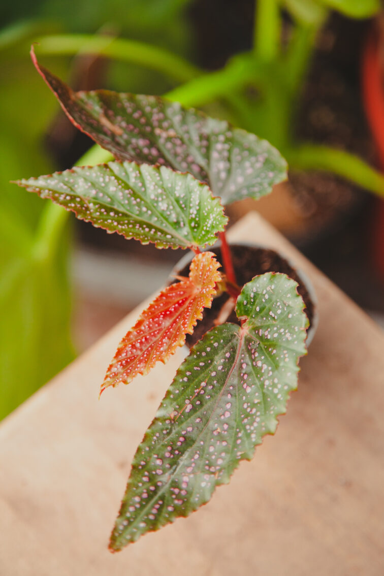 begonia-maculata-pink-spot_6x22-1_1712954350.jpg Zdjęcie rosliny doniczkowej Begonia maculata Pink spot, ujęcie 1