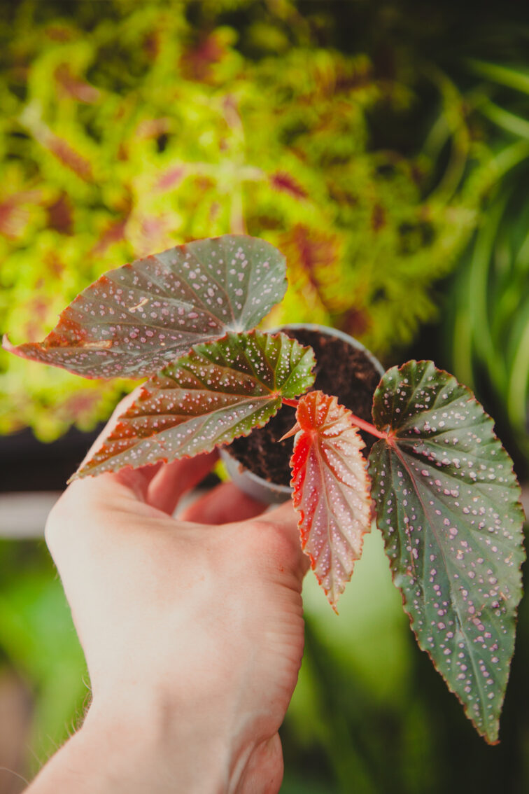 Zdjęcie rosliny doniczkowej Begonia maculata Pink spot, ujęcie 2