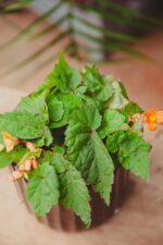 Zdjęcie rosliny doniczkowej Begonia Papaya, ujęcie 1