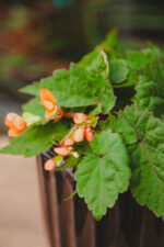Zdjęcie rosliny doniczkowej Begonia Papaya, ujęcie 2