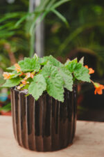 Zdjęcie rosliny doniczkowej Begonia Papaya, ujęcie 3