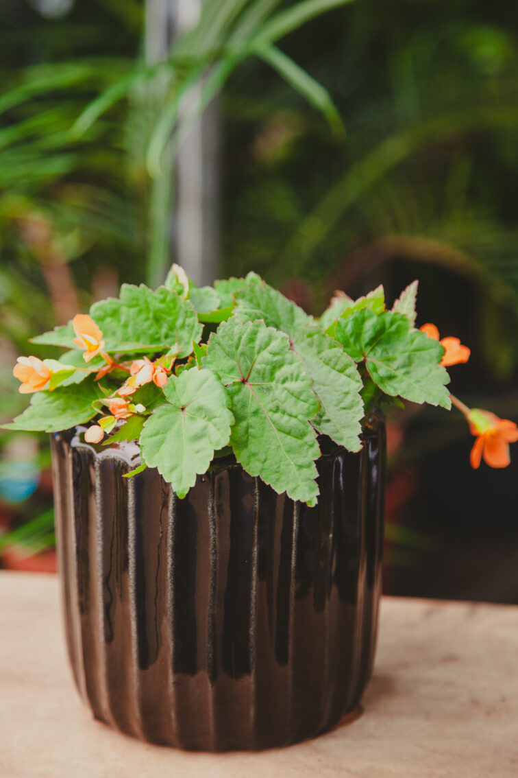 Zdjęcie rosliny doniczkowej Begonia Papaya, ujęcie 3