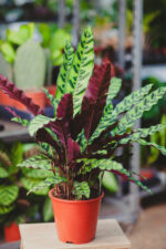 Zdjęcie rosliny doniczkowej Calathea lancifolia (Kalatea lancetolistna), ujęcie 1