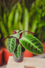 Zdjęcie rosliny doniczkowej Calathea warscewiczii (Kalatea), ujęcie 1