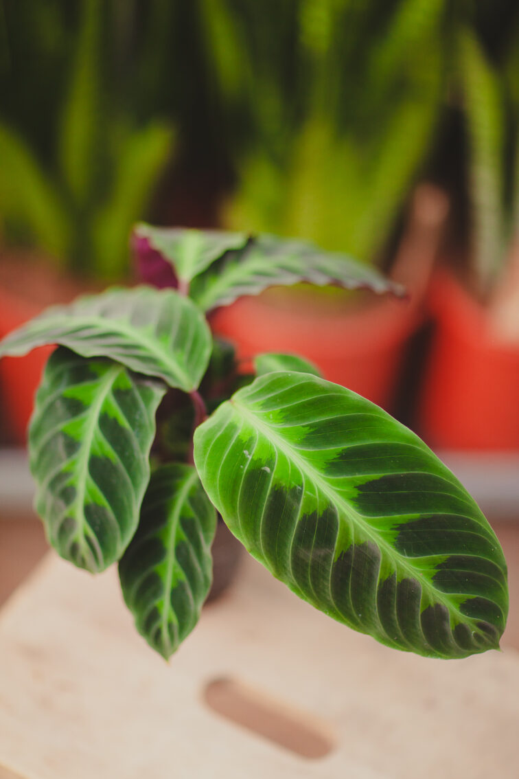 Zdjęcie rosliny doniczkowej Calathea warscewiczii (Kalatea), ujęcie 2