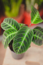 Zdjęcie rosliny doniczkowej Calathea warscewiczii (Kalatea), ujęcie 3