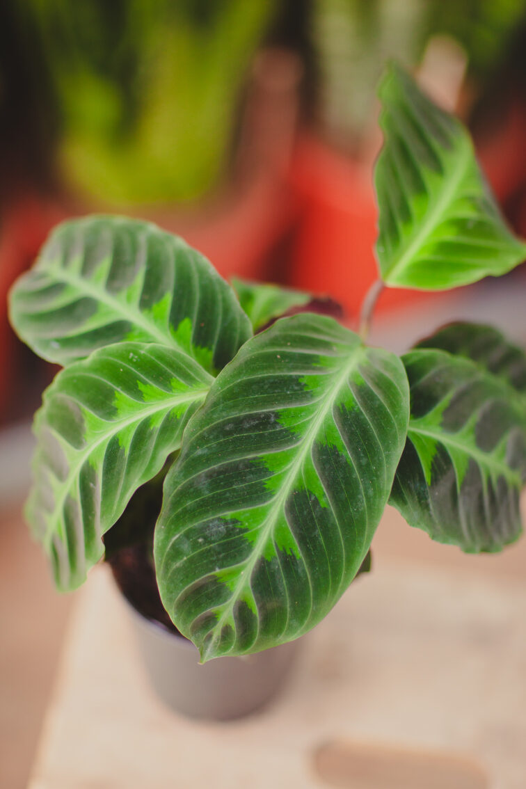 Zdjęcie rosliny doniczkowej Calathea warscewiczii (Kalatea), ujęcie 3