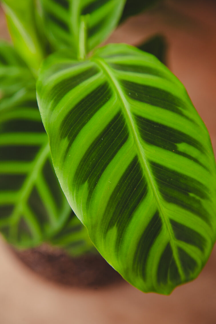 Zdjęcie rosliny doniczkowej Calathea zebrina (Kalatea pasiasta), ujęcie 1
