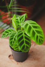 Zdjęcie rosliny doniczkowej Calathea zebrina (Kalatea pasiasta), ujęcie 2
