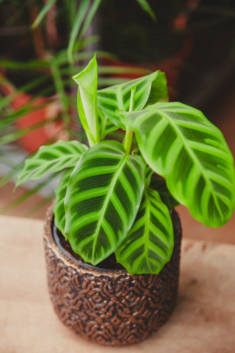 Zdjęcie rosliny doniczkowej Calathea zebrina (Kalatea pasiasta), ujęcie 3