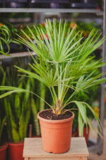Zdjęcie rosliny doniczkowej Chamaerops humilis, ujęcie 1