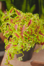 Zdjęcie rosliny doniczkowej Coleus Skeleton, ujęcie 2