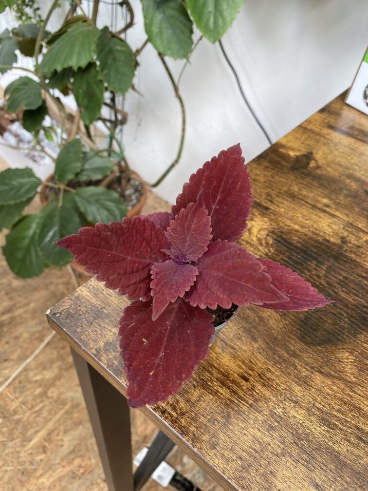 Zdjęcie rosliny doniczkowej Coleus stanined glass work royalty, ujęcie 1