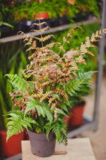 Zdjęcie rosliny doniczkowej Dryopteris erythrosora (Narecznica czerwonozawijkowa), ujęcie 1