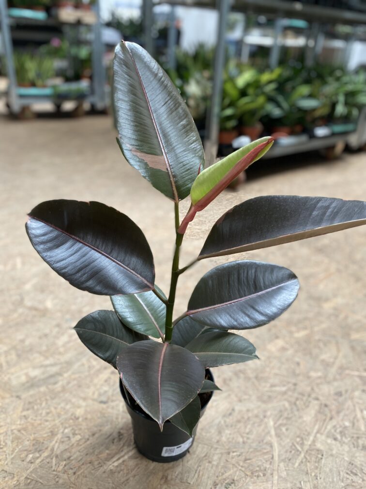 ficus-elastica-pink-camouflage_17x50-1_1713613719.jpg Zdjęcie rosliny doniczkowej Ficus elastica Pink Camouflage, ujęcie 1