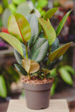 Zdjęcie rosliny doniczkowej Ficus elastica Robusta, ujęcie 1