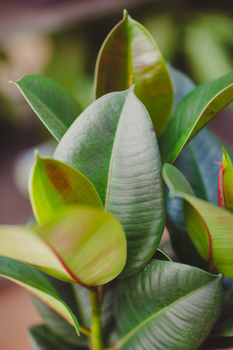 Zdjęcie rosliny doniczkowej Ficus elastica Robusta, ujęcie 2
