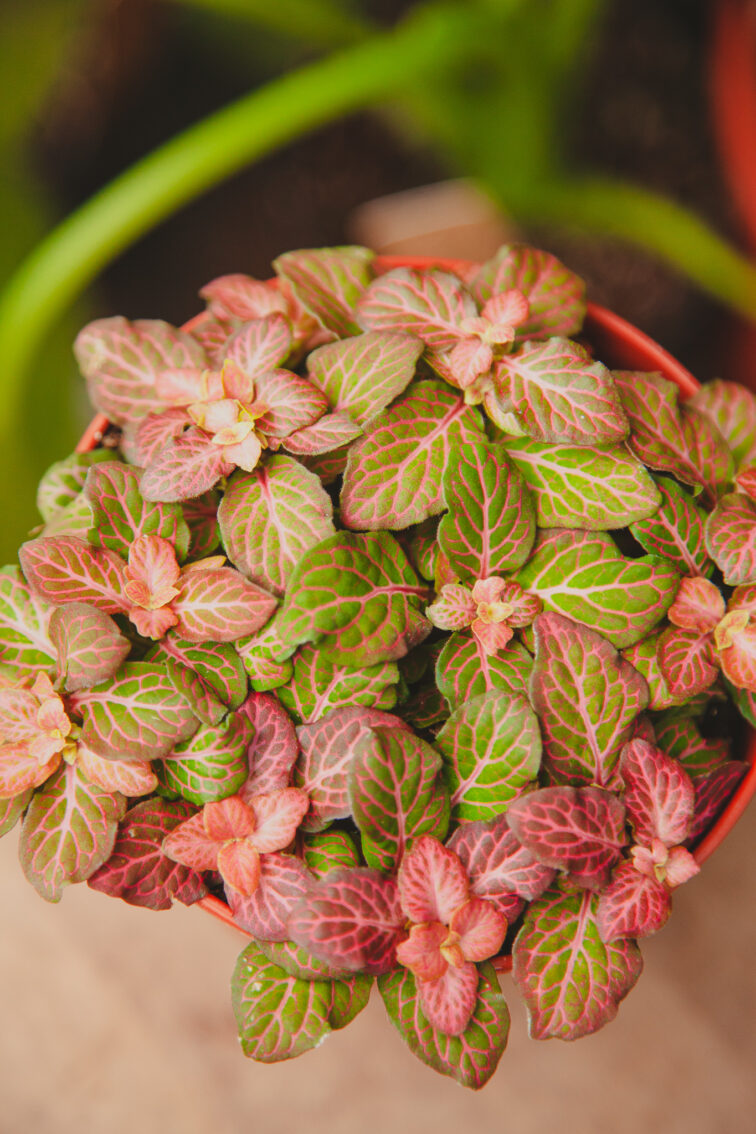 Zdjęcie rosliny doniczkowej Fittonia Autum, ujęcie 2