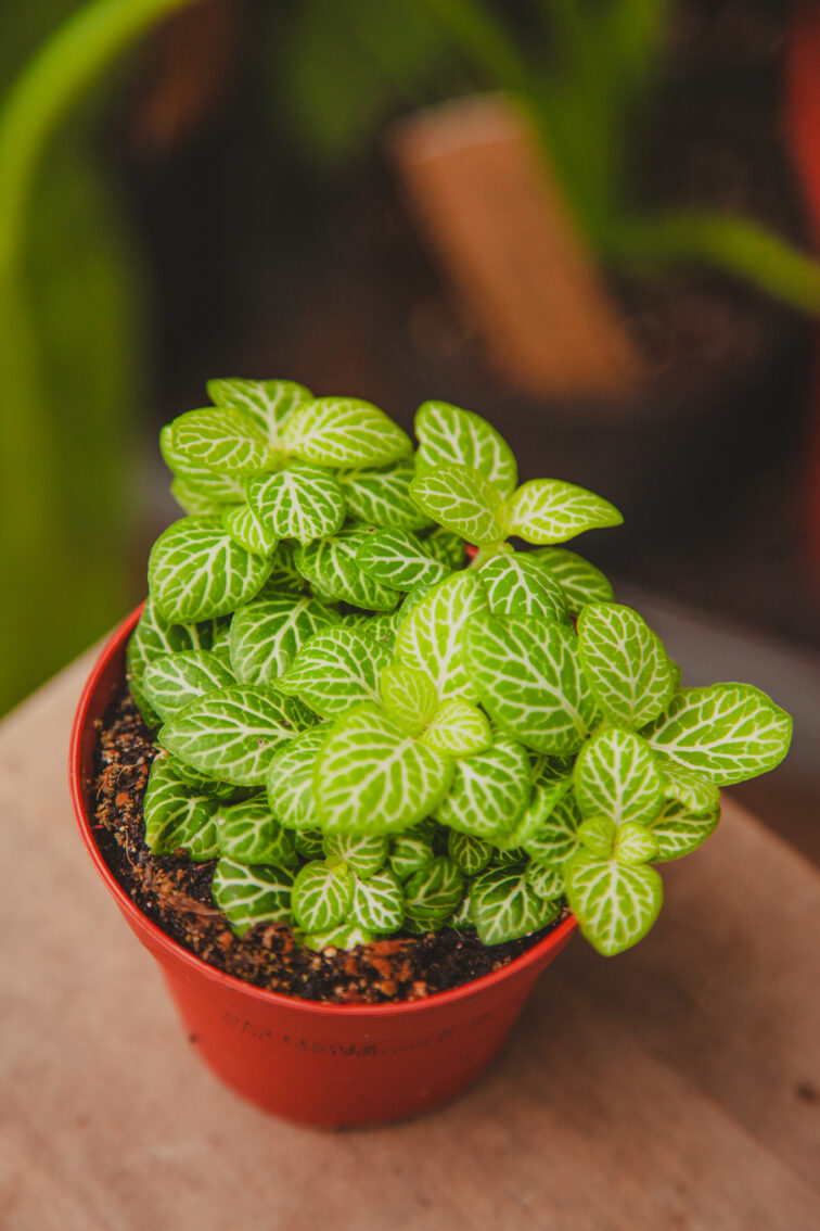 Zdjęcie rosliny doniczkowej Fittonia Joly Lemon, ujęcie 1