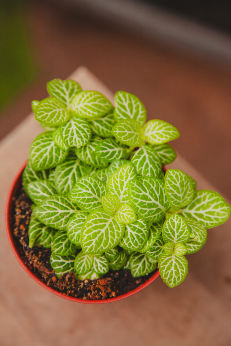 Zdjęcie rosliny doniczkowej Fittonia Joly Lemon, ujęcie 2