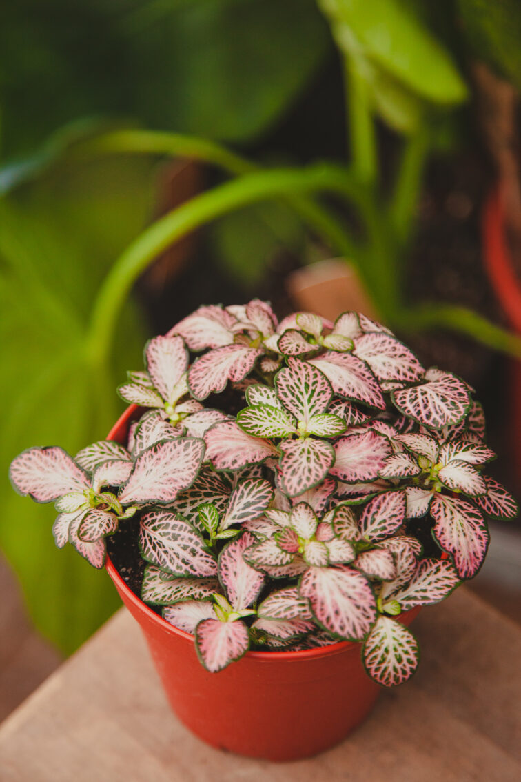 fittonia-tiger_12x20-1_1712953048.jpg Zdjęcie rosliny doniczkowej Fittonia Tiger, ujęcie 1