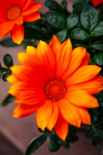 Zdjęcie rosliny doniczkowej Gazania rigens Giant Deep Orange, ujęcie 1