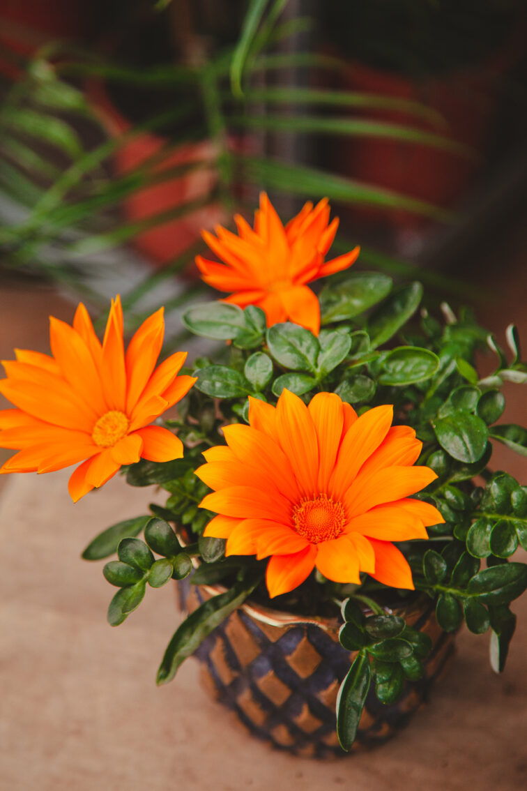 Zdjęcie rosliny doniczkowej Gazania rigens Giant Deep Orange, ujęcie 2