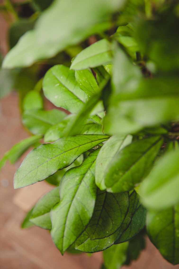 Zdjęcie rosliny doniczkowej Hoya 'Crassipetiolata', ujęcie 3