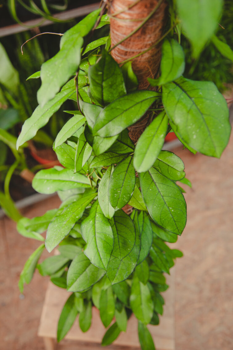 Zdjęcie rosliny doniczkowej Hoya 'Crassipetiolata', ujęcie 4