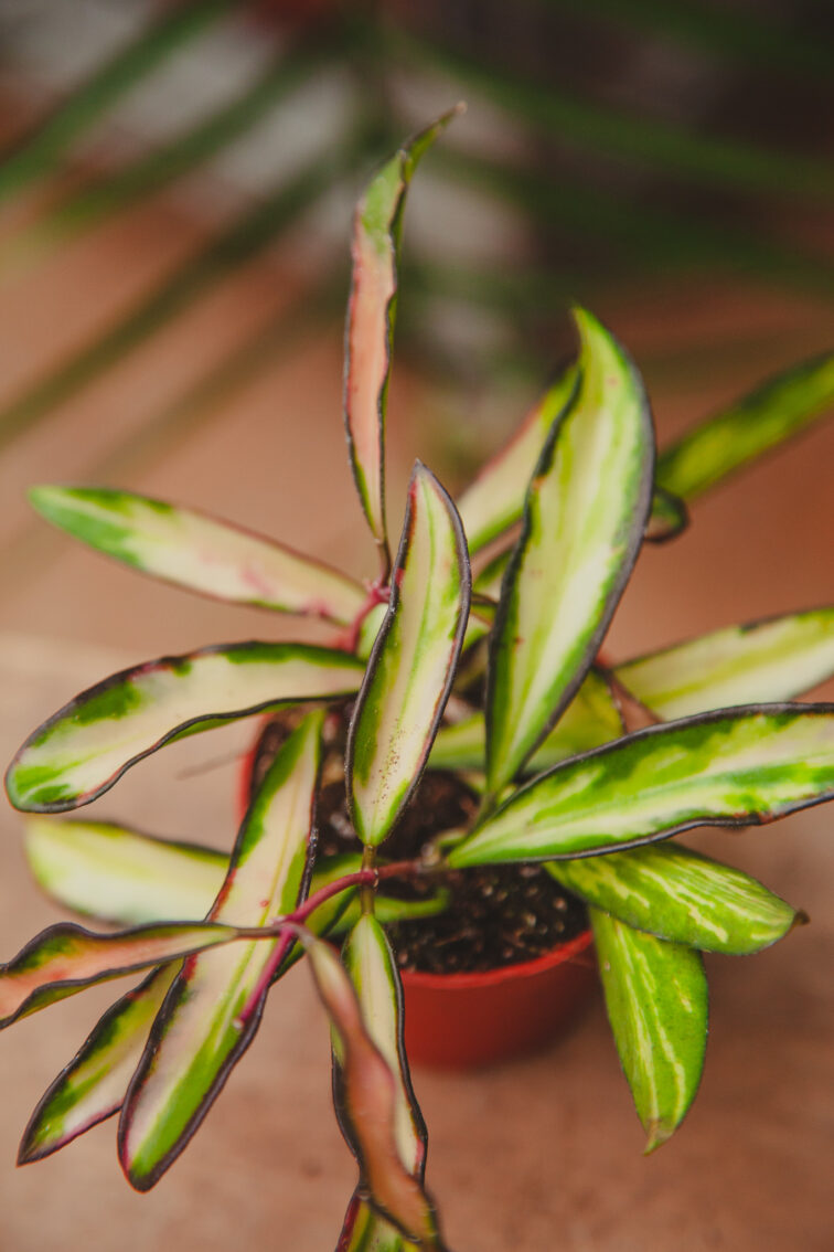 Zdjęcie rosliny doniczkowej Hoya wayetii (kentiana) variegata, ujęcie 1
